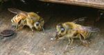 受粉用に放されている蜜蜂