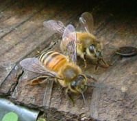 古賀農園のミツバチ