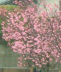 近所の桜の木