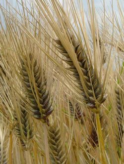 ２０１３年６月収穫　九州産有機ＪＡＳ無農薬栽培もち麦（玄麦）販売再開！