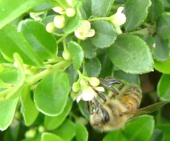 ツゲの花の蜜を吸う蜜蜂