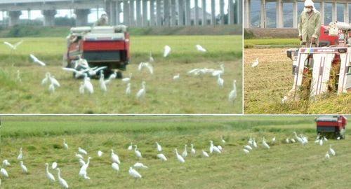 ７０羽の鷺を従えての有機JASの水田の稲刈り風景