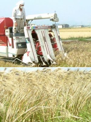 有機ＪＡＳもち麦　収穫風景