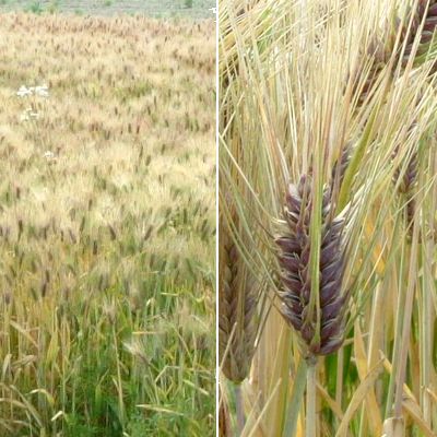 有機ＪＡＳ無農薬栽培もち麦畑