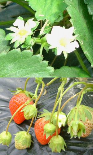 佐賀県産無農薬栽培イチゴの販売を終了します。１２月上旬に販売再開予定です。