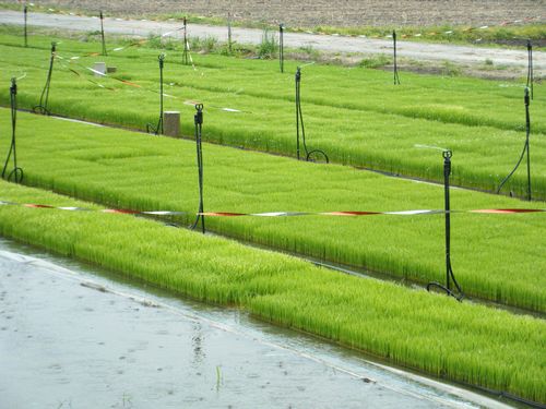 無農薬栽培米　田植え間近