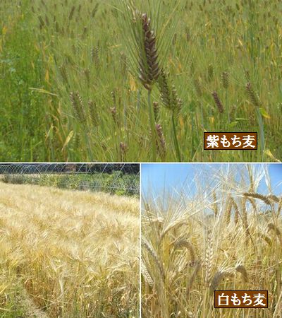 国産（佐賀県産）有機無農薬もち麦、紫もち麦、白もち麦、