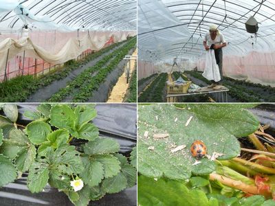 無農薬栽培イチゴの冬の準備