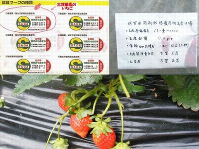 無農薬イチゴは佐賀県特別栽培認証（化学農薬使用せず、化学肥料使用せず）を今期も無事取得