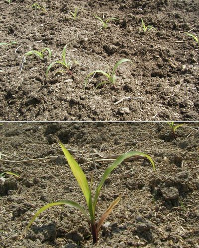 無農薬モチトウモロコシ（もちきび）の苗定植