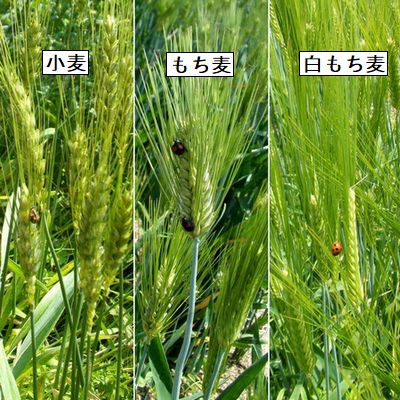 有機JAS畑の麦3種　無農薬栽培　パン用小麦、もち麦、白もち麦