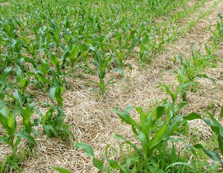 無農薬栽培モチトウモロコシ　雑草対策