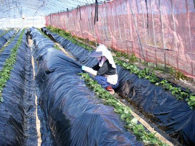 無農薬栽培苺　佐賀ほのか　畝に黒マルチが張られています。