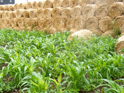 有機無農薬栽培モチトウモロコシ　麦わらで雑草抑制