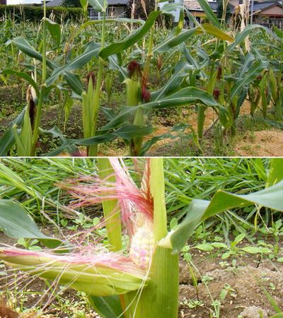 L@_͔|Ƃ낱iсj@nJnԋ