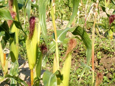 Hn@L@_͔|Ƃ낱@с@nIԋ