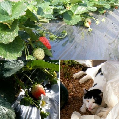 ���w�_��s�g�p�͔|䕁@����ق̂��@�Ԃ��F�Â��Ă��Ă��܂��B