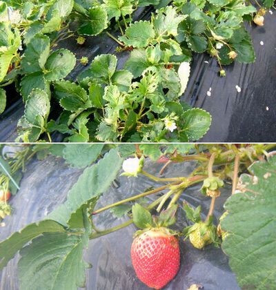 䕁i���w�_��s�g�p�A���w�엿�s�g�p�j�̔̔���1�����{�����J�n���Ă��܂�