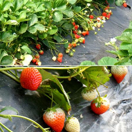 ���w�_��s�g�p�A�͔|䕁@���H�p�C�`�S�̔��J�n�I