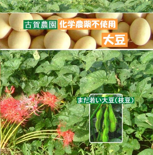 古賀農園　国産無農薬栽培大豆