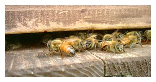 入口に集まっている蜜蜂