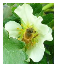 古賀農園の苺ハウスの中の蜜蜂