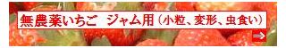 古賀農園　佐賀県産　無農薬栽培苺　ジャム用（小粒、変形、虫食い等）