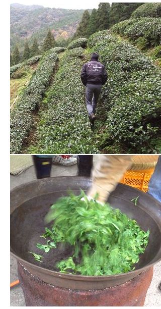 梶原茶園の無農薬栽培釜炒り茶