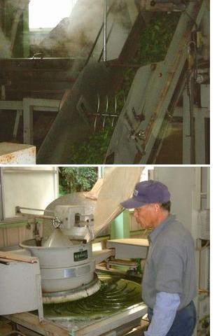 下郷農協　製茶工場　無農薬煎茶（一番茶）の製造工場