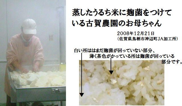 古賀農園　お母ちゃんの米味噌の仕込み（蒸した米に麹菌をつけているところ）の様子