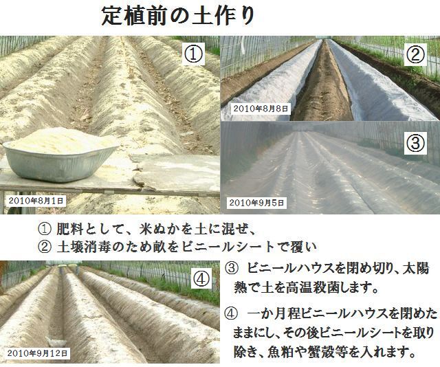 無農薬栽培いちご畑の土づくり