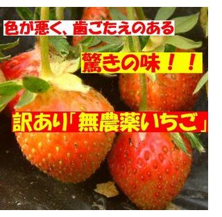 古賀農園訳あり無農薬苺！色が悪く歯ごたえのある苺 しかし常識がひっくり返る「驚きの味」